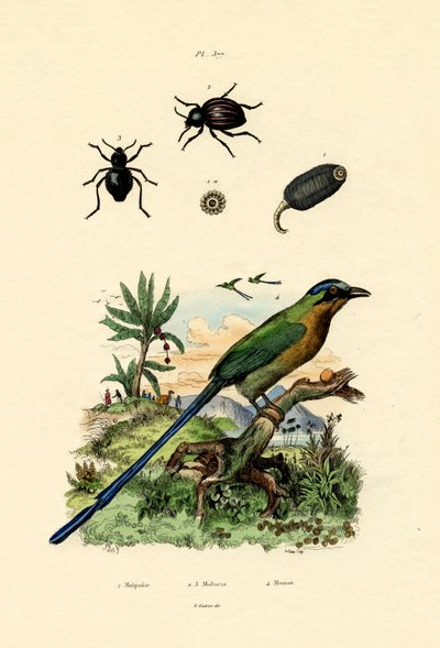 Cetriolo nero da French School
